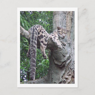 Cloud Leopard Postcard