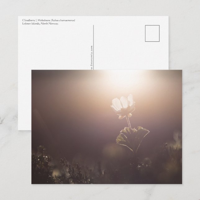 Cloudberry Nature Photo Postcard (Front/Back)