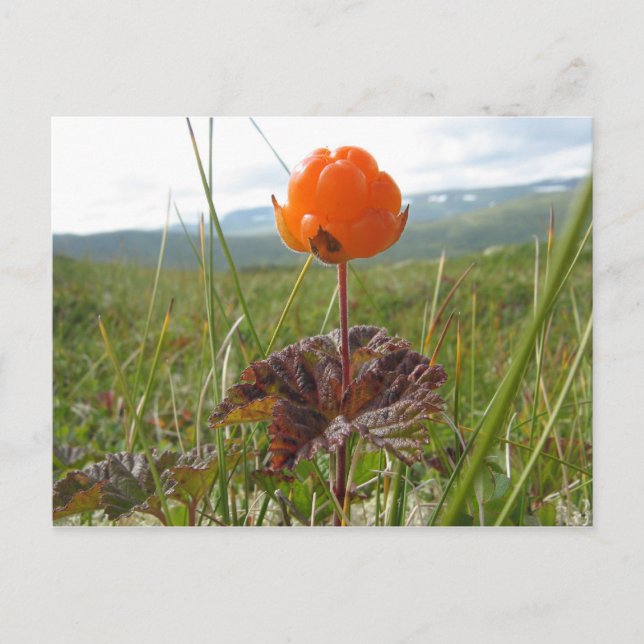 Cloudberry Postcard (Front)