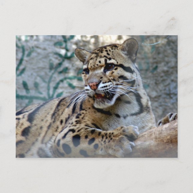 clouded leopard-1 4x6 postcard (Front)