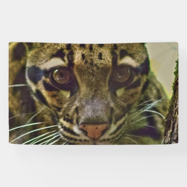 Clouded Leopard Banner (Horizontal)