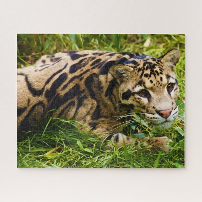 Clouded Leopard Big Cat's. Jigsaw Puzzle (Horizontal)