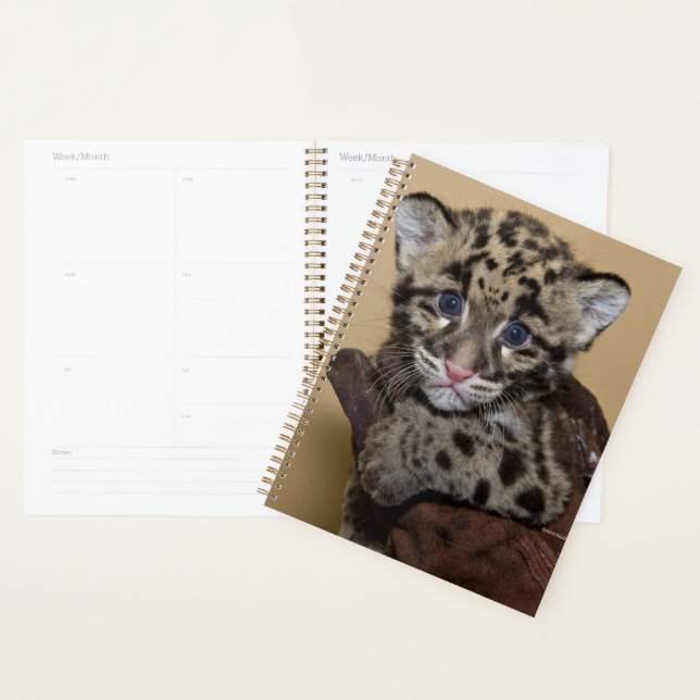 Clouded Leopard Cub Planner (Display)