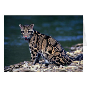 Clouded Leopard-eye contact
