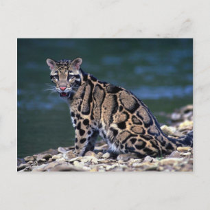 Clouded Leopard-eye contact Postcard