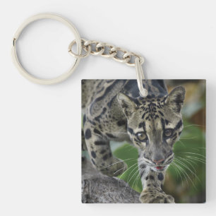 Clouded Leopard on the Move Key Ring