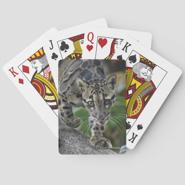 Clouded Leopard on the Move Playing Cards (Back)