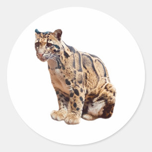 clouded leopard photograph jungle big cat animal classic round sticker