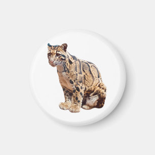 clouded leopard photograph jungle big cat animal   magnet