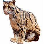 clouded leopard photograph jungle big cat animal   photo sculpture magnet<br><div class="desc">Beautiful clouded leopard photograph. Perfect for the leopard or big cat fan in your life!</div>