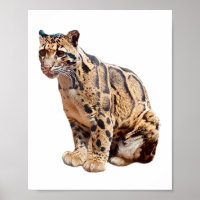 clouded leopard photograph jungle big cat animal  