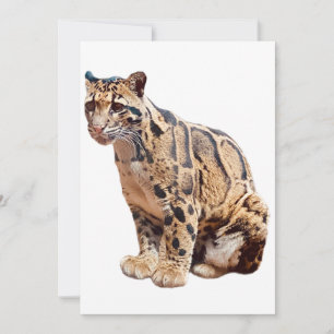 clouded leopard photograph jungle big cat animal   thank you card