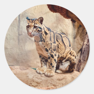 clouded leopard picture nature classic round sticker