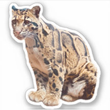 clouded leopard picture nature wildlife exotic