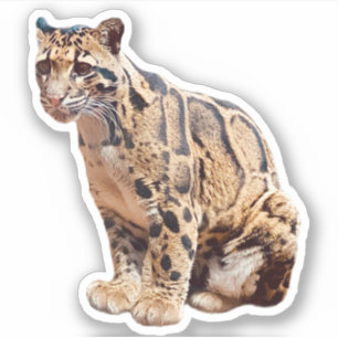 clouded leopard picture nature wildlife exotic