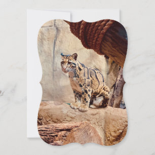 clouded leopard picture nature wildlife exotic