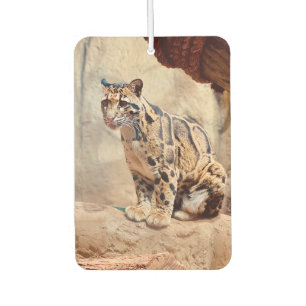 clouded leopard picture nature wildlife exotic car air freshener