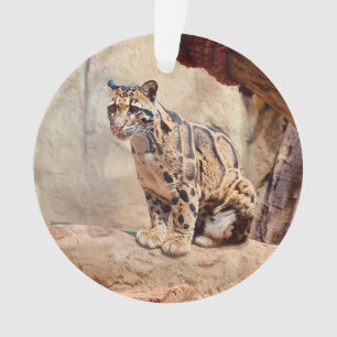 clouded leopard picture nature wildlife exotic ornament