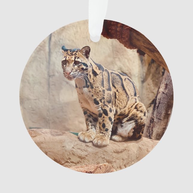 clouded leopard picture nature wildlife exotic ornament (Front)