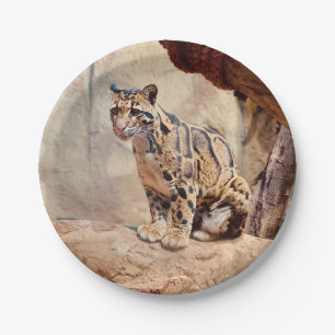 clouded leopard picture nature wildlife exotic paper plate