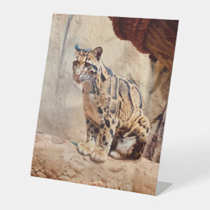 clouded leopard picture nature wildlife exotic pedestal sign