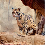 clouded leopard picture nature wildlife exotic photo sculpture magnet<br><div class="desc">Beautiful clouded leopard photograph. Sure to add a touch of nature to your home!</div>