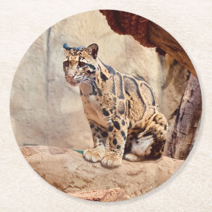 clouded leopard picture nature wildlife exotic round paper coaster
