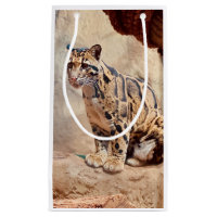 clouded leopard picture nature wildlife exotic