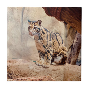 clouded leopard picture nature wildlife exotic tile