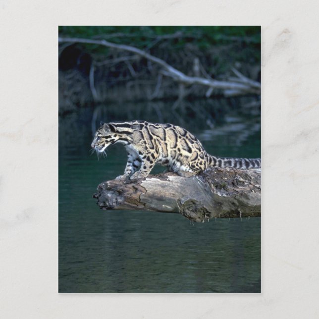 Clouded leopard postcard (Front)