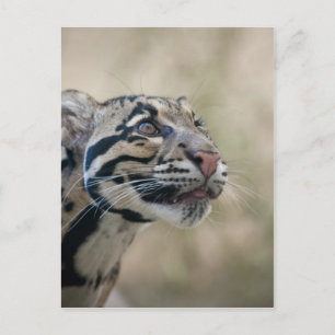 Clouded leopard postcard