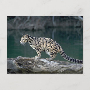 Clouded leopard postcard