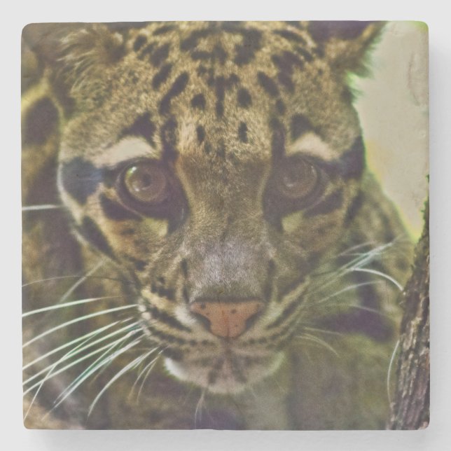 Clouded Leopard Stone Coaster (Front)