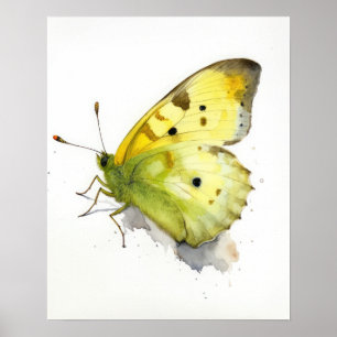 Clouded Sulphur Butterfly Art Print Poster