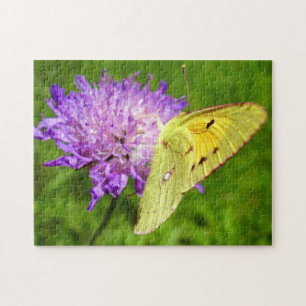 Clouded Yellow Butterfly Photo Puzzle and Gift Box