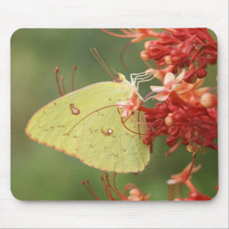 Cloudless Sulphur Butterfly Mouse Mat