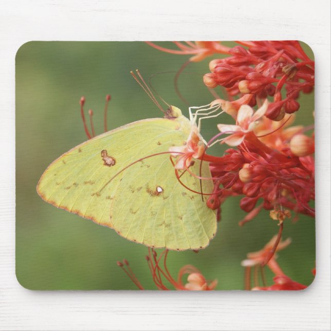 Cloudless Sulphur Butterfly Mouse Mat (Front)