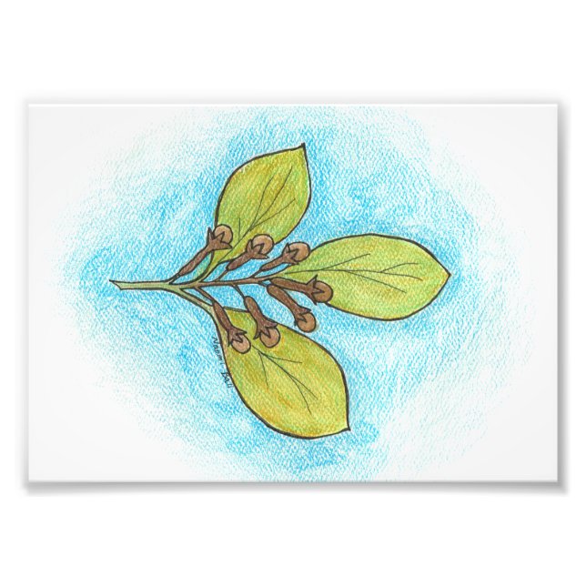 Clove Illustration Photo Print (Front)