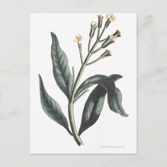 Clove Postcard (Front)