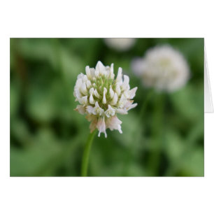 Clover