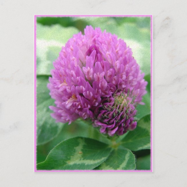 Clover Art Postcard (Front)