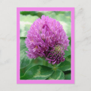 Clover Art Postcard