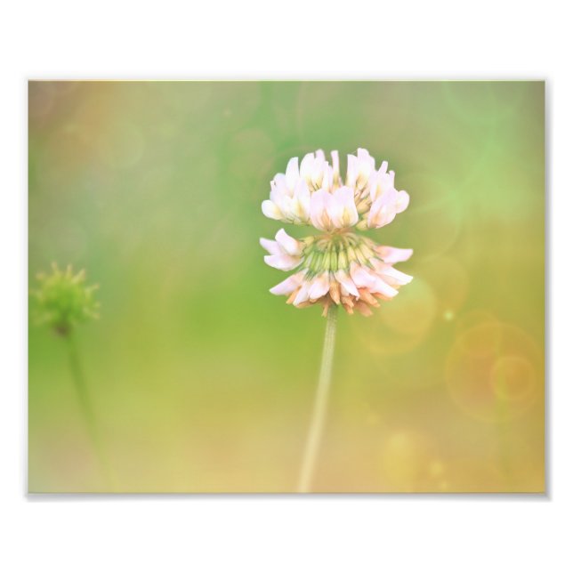 Clover Botanical Flower Photo Print (Front)