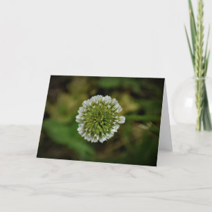 Clover, card
