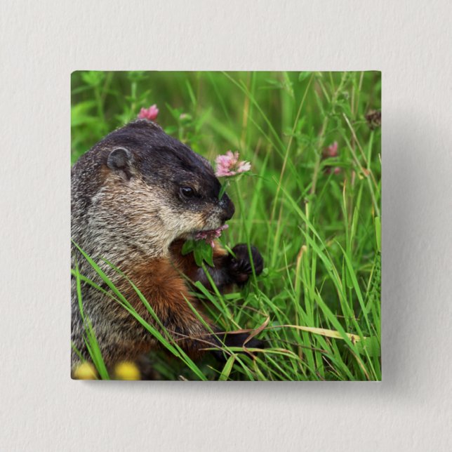 Clover-eating Groundhog 15 Cm Square Badge (Front)