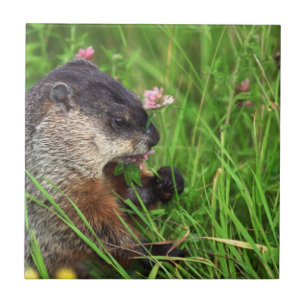 Clover-eating Groundhog Tile