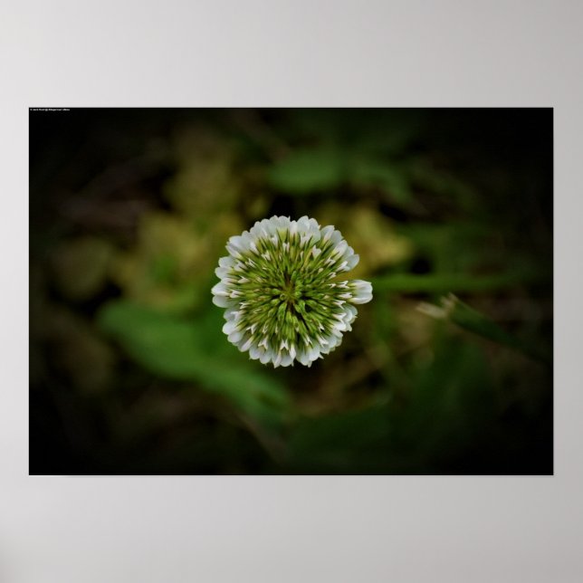Clover, Poster (Front)