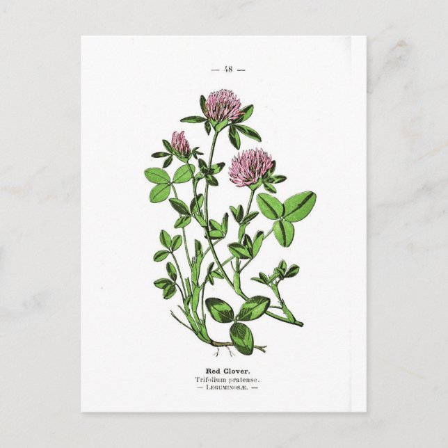Clover Vintage Botanical Print Postcard (Front)