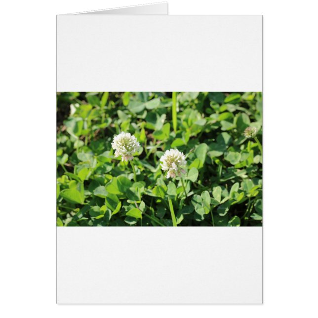 Clovers and Flowers (Front)