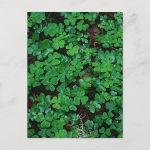 Clovers Custom Postcard